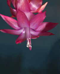 Similar image 17271896