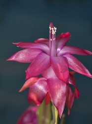 Similar image 17271910