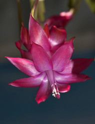 Similar image 17272162