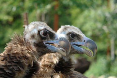 Similar image 17544461