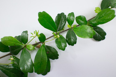 Similar image 18151993