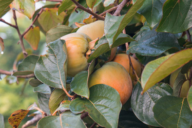 Similar image 18140602