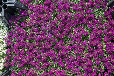 Similar image 18511484