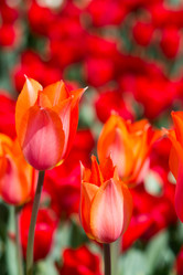 Similar image 18511413