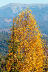 Similar image 18508042