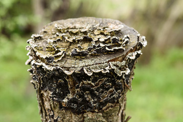 Similar image 17817713