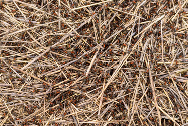 Similar image 17817781