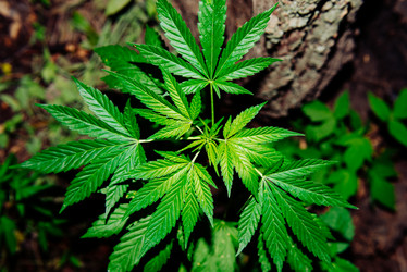 Similar image 17817782