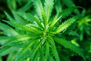 Similar image 17817981