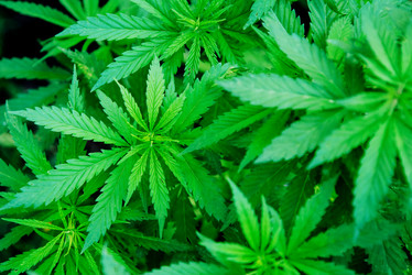 Similar image 17817984