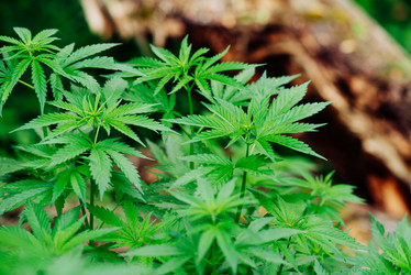 Similar image 17817990