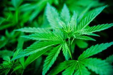 Similar image 17818008