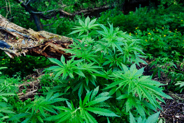 Similar image 17818010