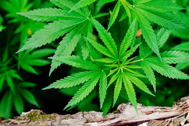 Similar image 17818086