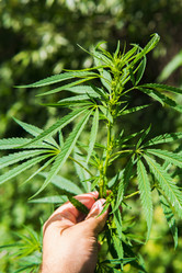 Similar image 17818206