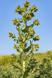 Similar image 18136499