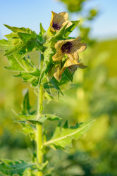 Similar image 18136486