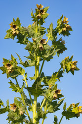 Similar image 18136535