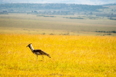 Similar image 18512204