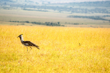 Similar image 18512207