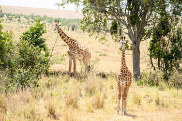 Similar image 18512229