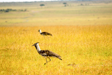 Similar image 18512251