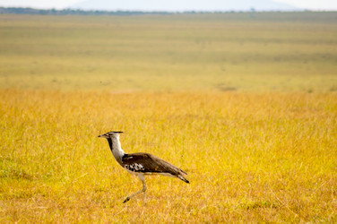 Similar image 18512253