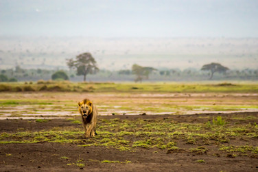 Similar image 18512277