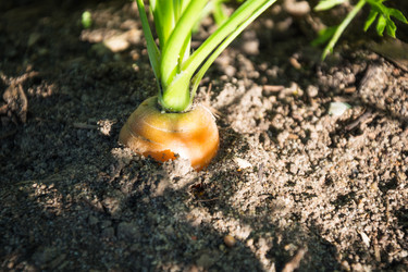 Similar image 17816240