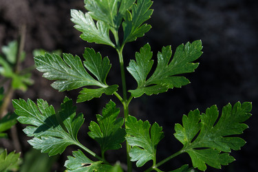 Similar image 17816220