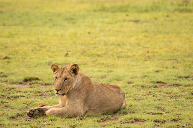 Similar image 18512284