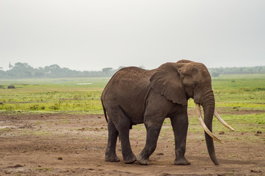 Similar image 18512319