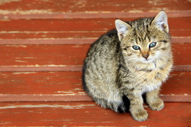 Similar image 18511011