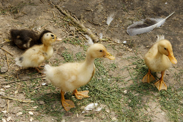 Similar image 18511057