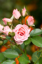 Similar image 18510730