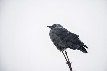 Similar image 18509794