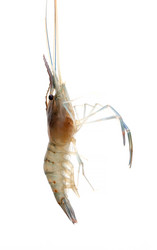 Similar image 18509806