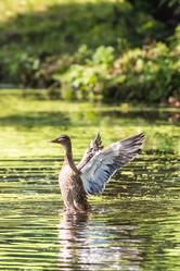 Similar image 18561316