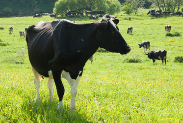 Similar image 18137320