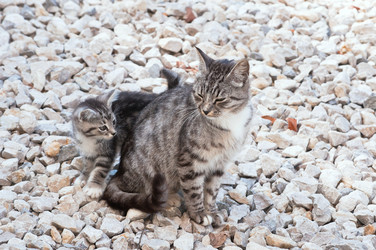 Similar image 18137392