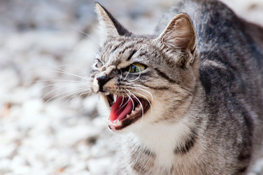 Similar image 18137399