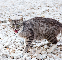 Similar image 18137407