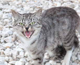 Similar image 18137411