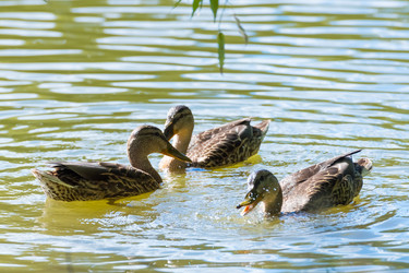 Similar image 18137446