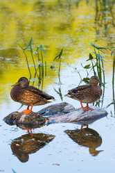 Similar image 18137447