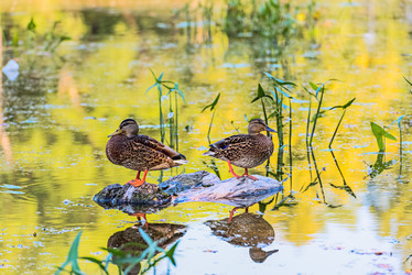 Similar image 18137488