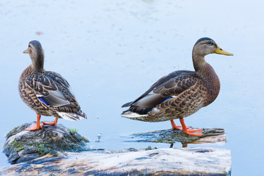 Similar image 18137491