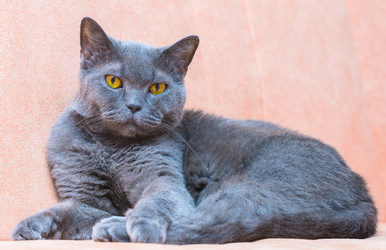 Similar image 18137106