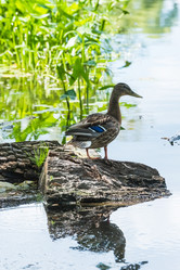 Similar image 18560837