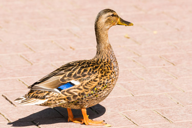 Similar image 18561572